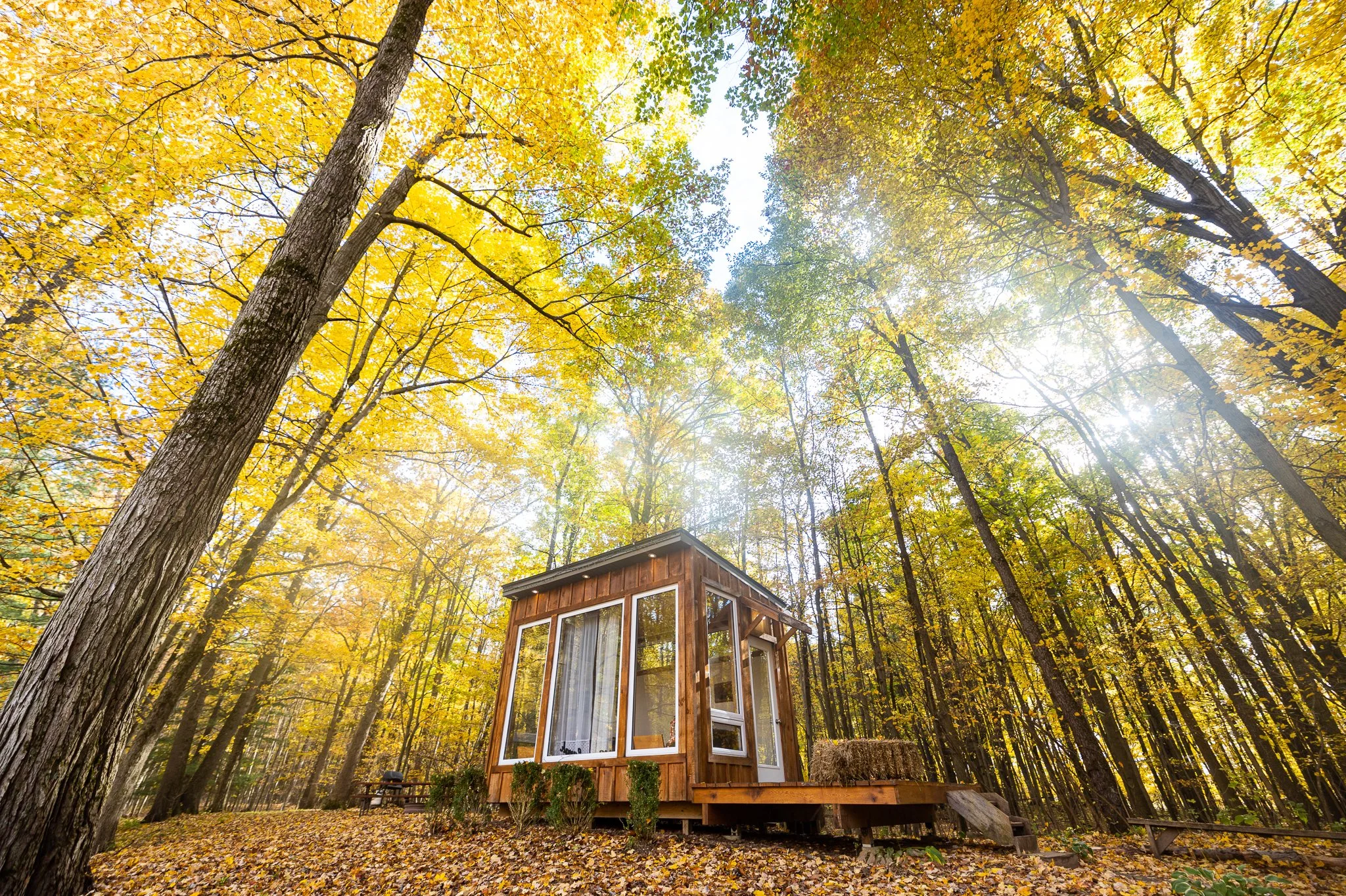 The Adler Cabin at Fernwood Hills in a forest surrounded by yellow and green trees with fallen leaves on the ground and sunlight filtering through the trees