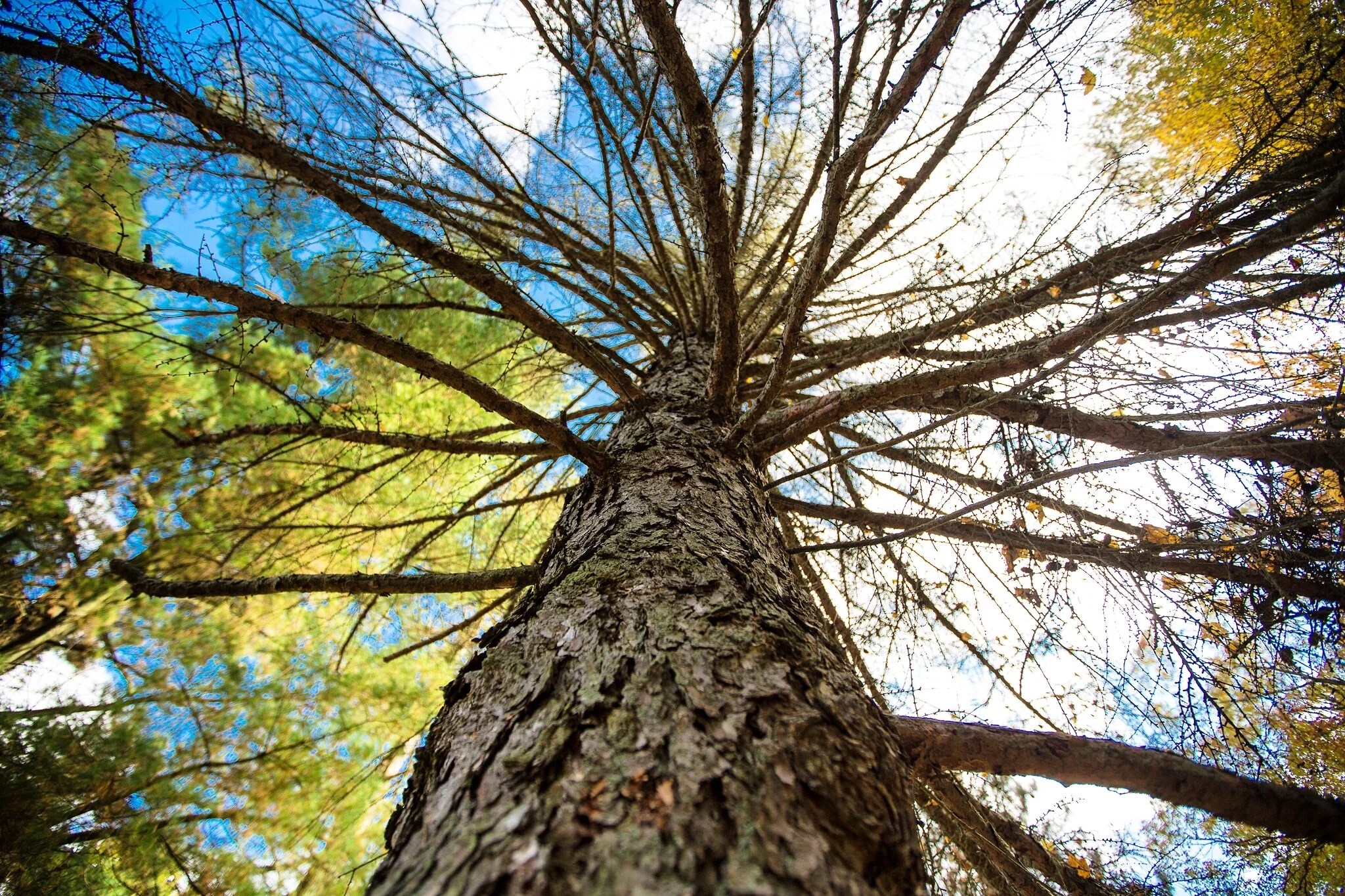 Fernwood Hills forest canopy